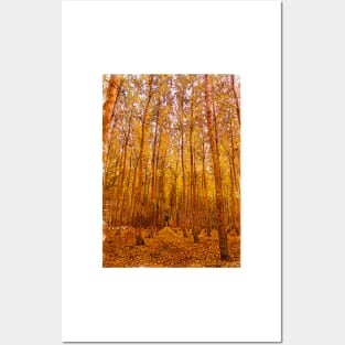 Yellow Leaves Forest Trees Posters and Art